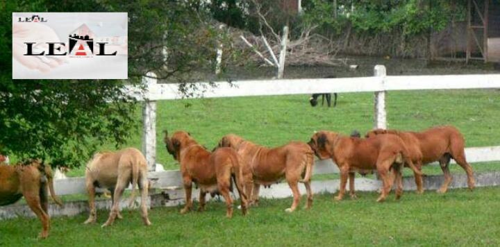 Casa, 3 quartos, 230 m² - Foto 8